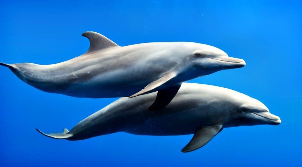 National-Animals-Dolphins-Greece